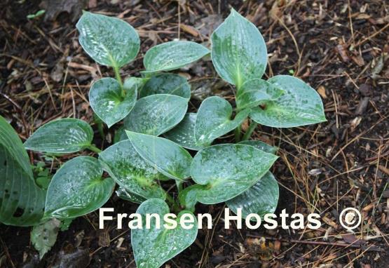 Hosta Blue Beard